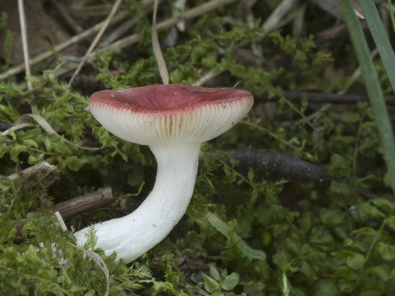 Russula nitida